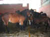 120-2031_IMG.jpg (206103 bytes)