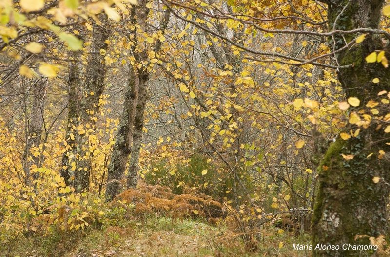 Bosques_lacianegos_en_Otono_Robles.jpg