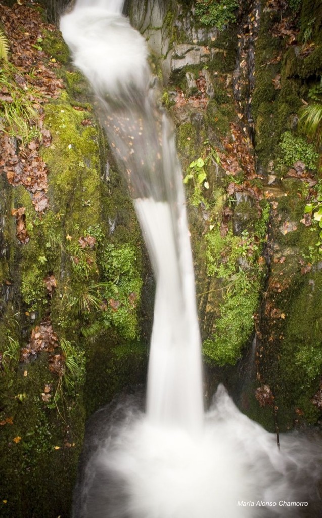 Rincon_Otonal_en_los_bosques_de_Brana_Ronda.jpg