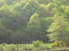 lumajo_5.jpg (102967 bytes)