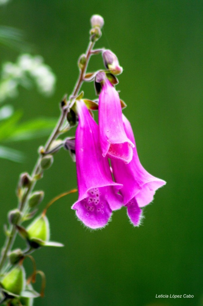 Digital_Purpurea.jpg