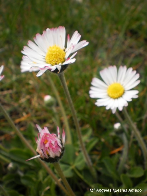 Flor_3.JPG