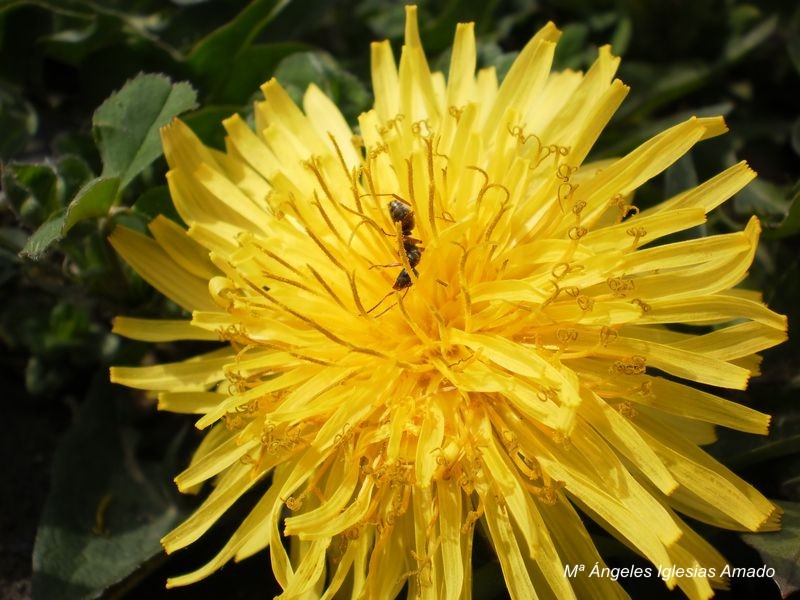 Flor_4.JPG