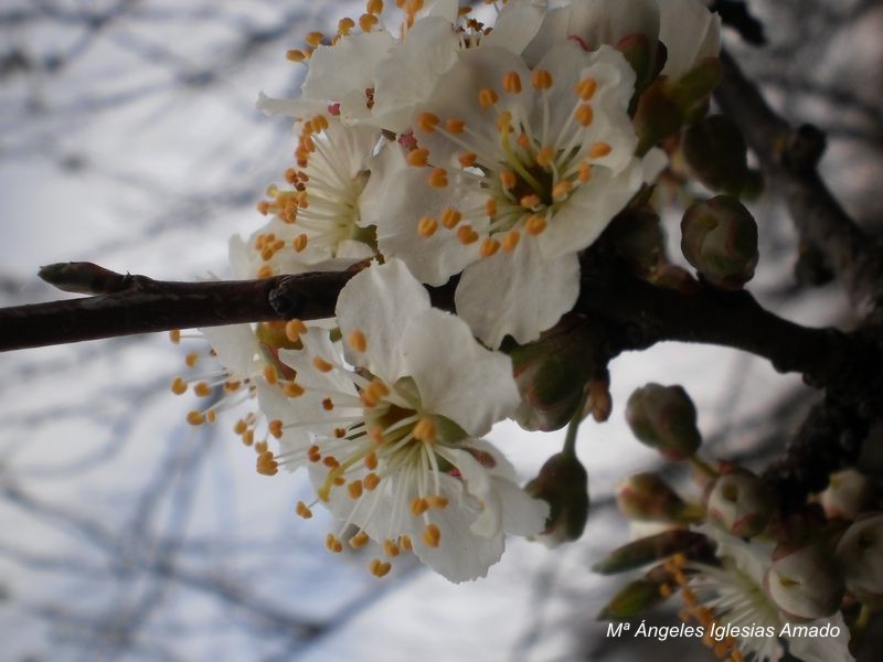 Flor_5.JPG