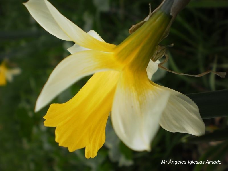 Flor_6.jpg