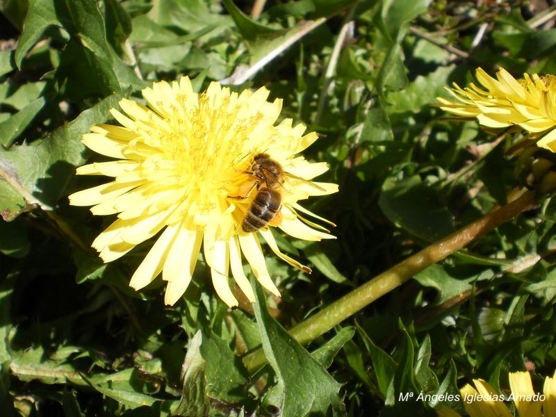 Flor_7.JPG