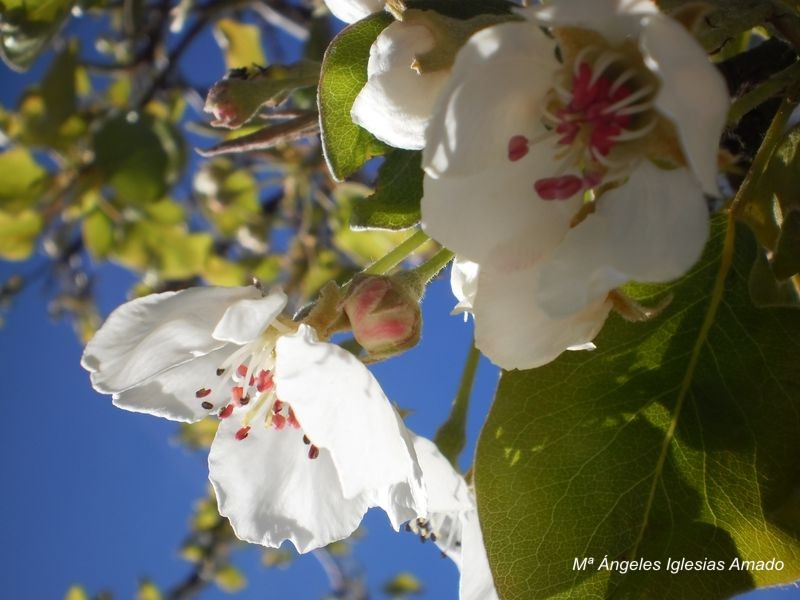 Flor_8.jpg