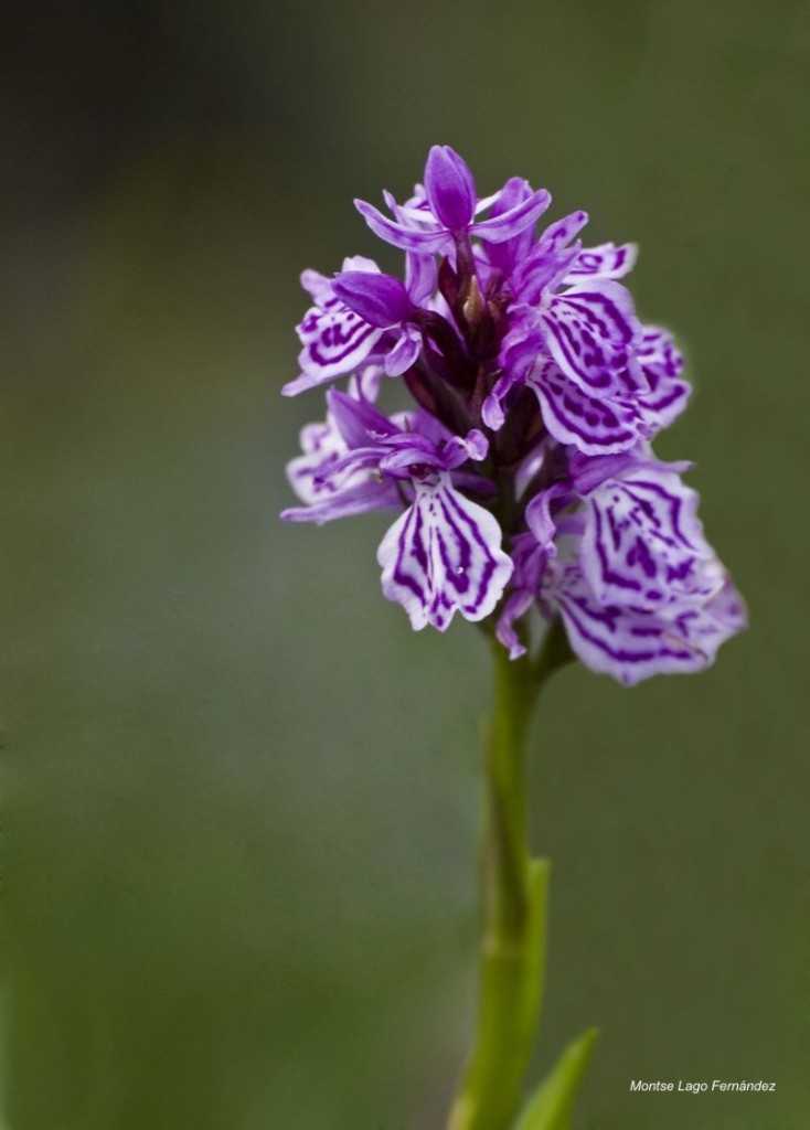 Flor_Silvestre.jpg
