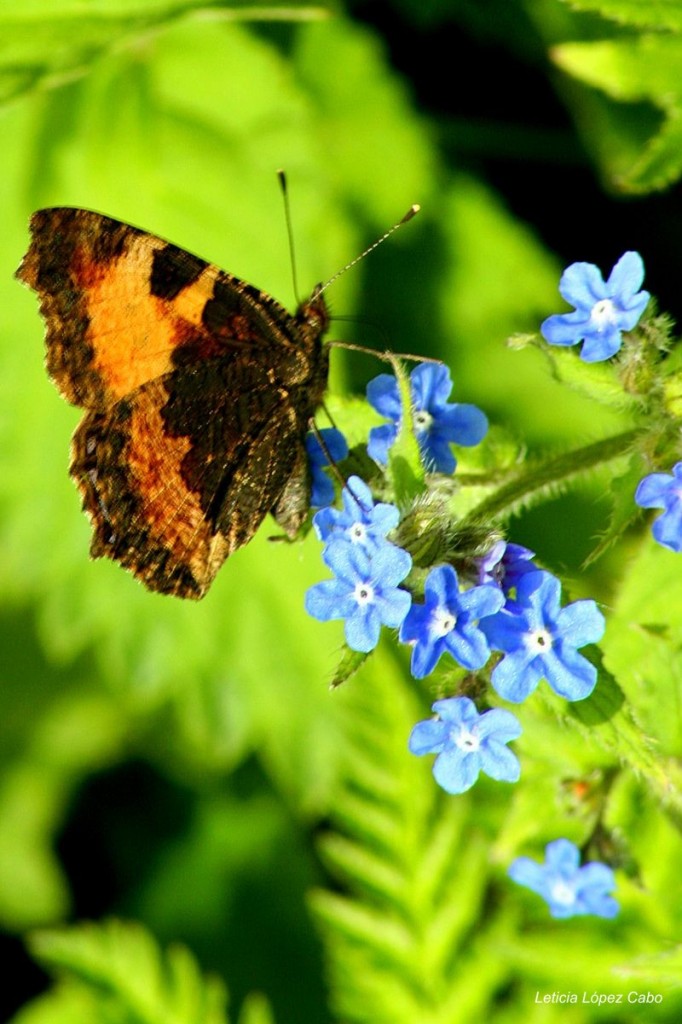 Mariposa.jpg