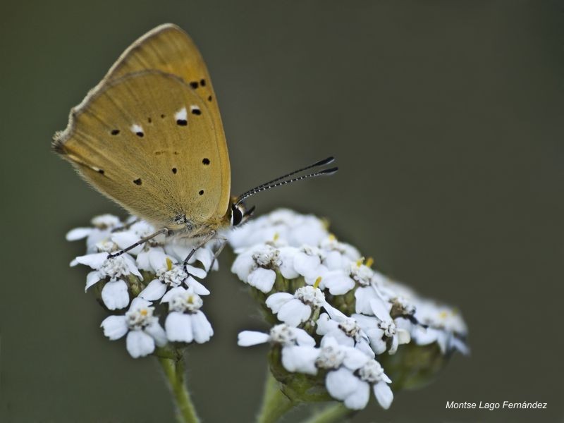 Mariposa_sobre_flor.jpg