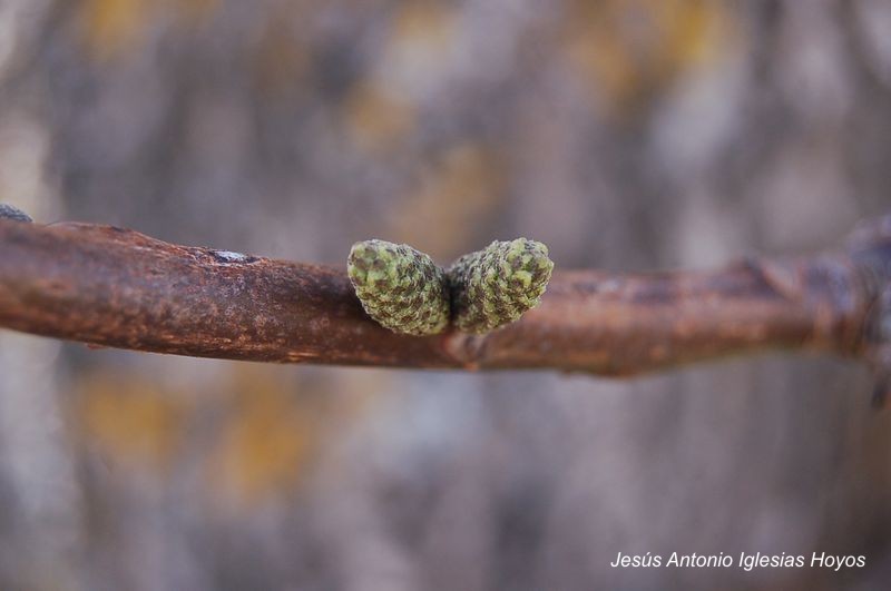 Mas_brotes_verdes.JPG