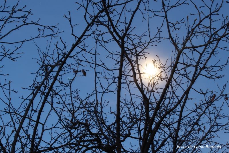 Moonligth.jpg