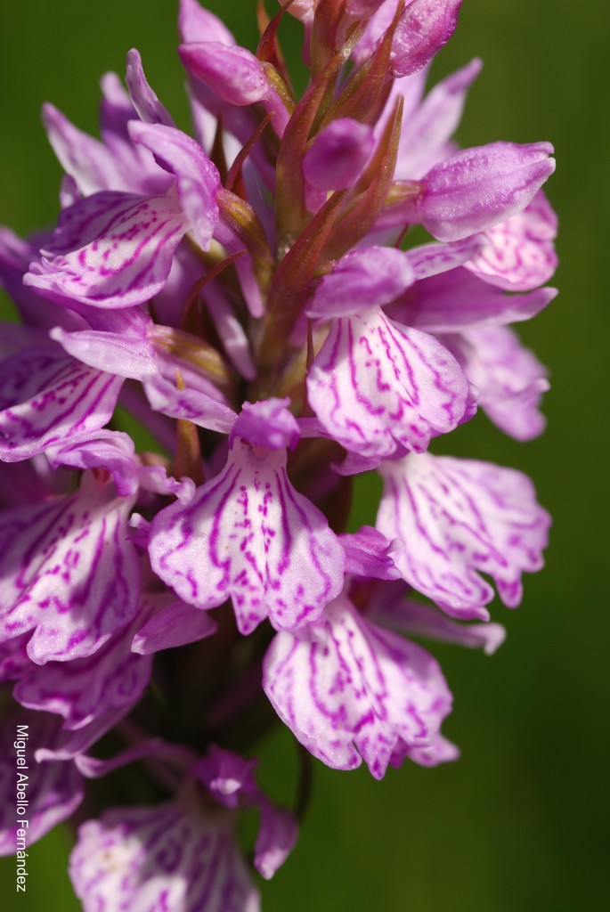 Orquidea.jpg