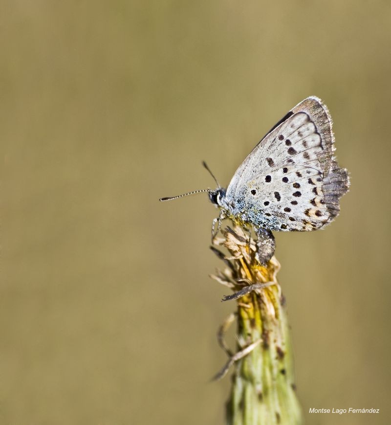 Plebejus_argus_subsp_hypochiona.jpg