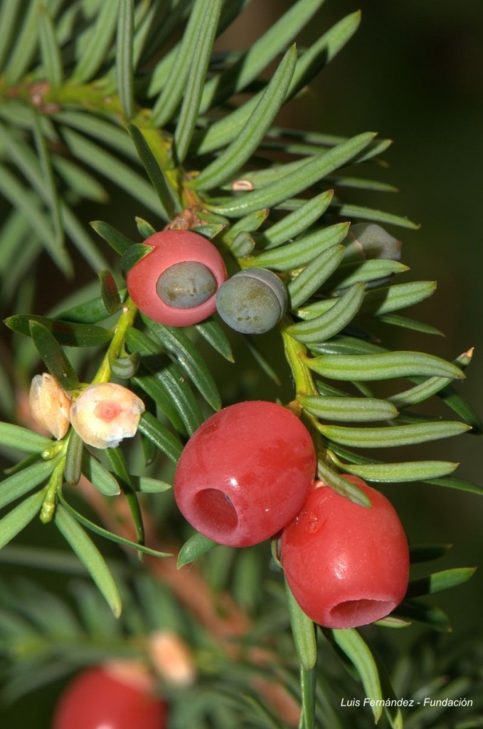 Taxus.jpg