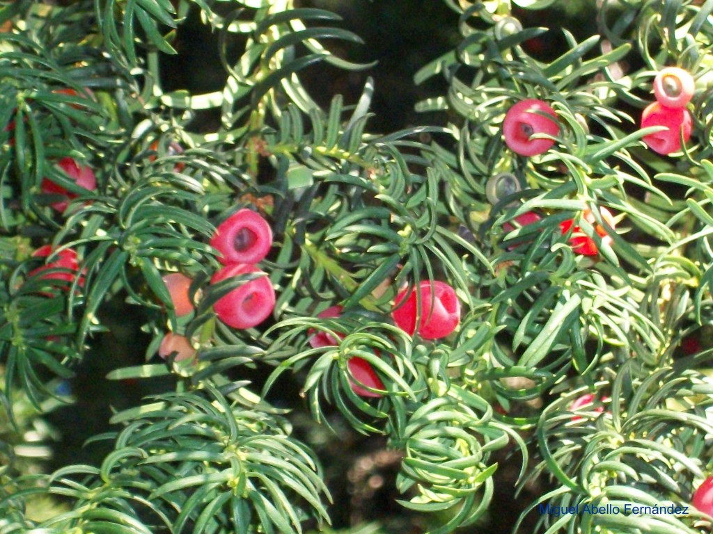 frutos_del_tejo.jpg