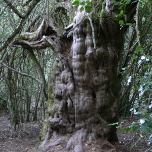 Tejo en Brañaronda, Rioscuro